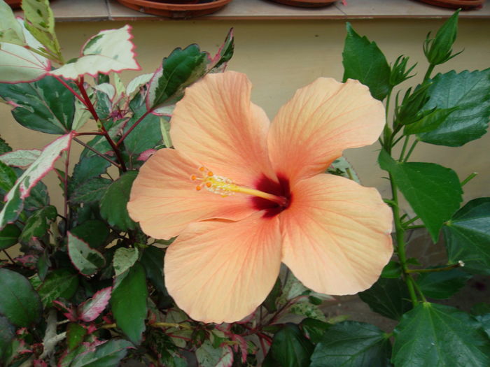 SAM_0763 - Hibiscus 2016