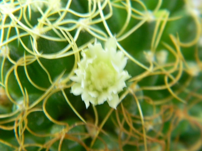 DSCN7299 - 05-Flori-Boboci-Fructe de cactus