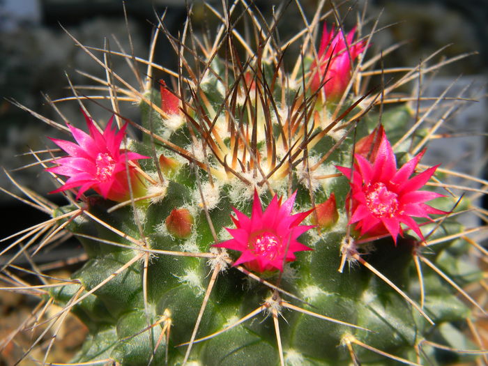 DSCN7307 - 05-Flori-Boboci-Fructe de cactus