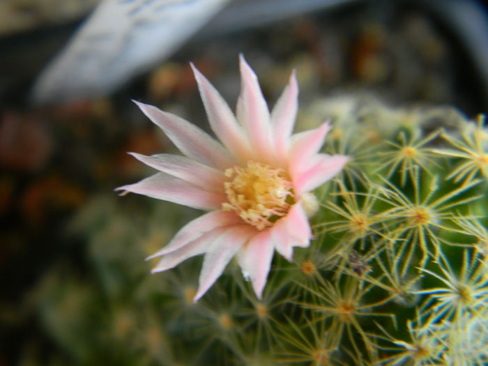 DSCN7310 - 05-Flori-Boboci-Fructe de cactus