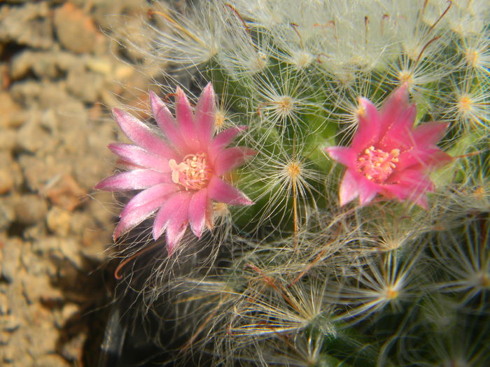DSCN7334 - 05-Flori-Boboci-Fructe de cactus