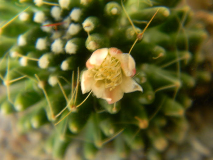 DSCN7362 - 05-Flori-Boboci-Fructe de cactus
