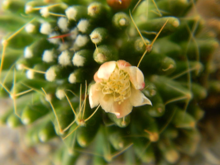 DSCN7363 - 05-Flori-Boboci-Fructe de cactus