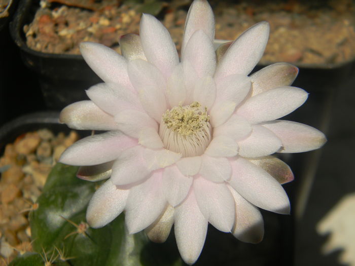 DSCN7413 - 05-Flori-Boboci-Fructe de cactus