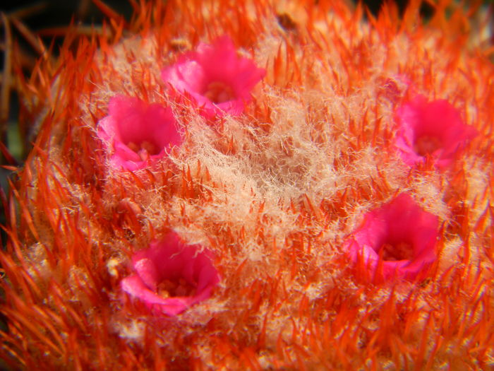 DSCN7433 - 05-Flori-Boboci-Fructe de cactus