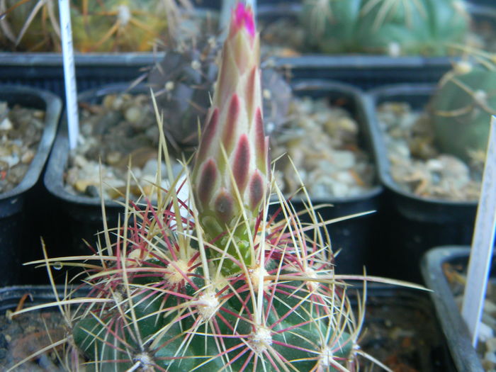 DSCN7438 - 05-Flori-Boboci-Fructe de cactus