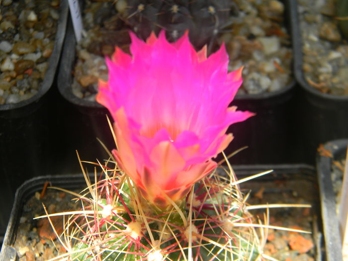 DSCN7452 - 05-Flori-Boboci-Fructe de cactus