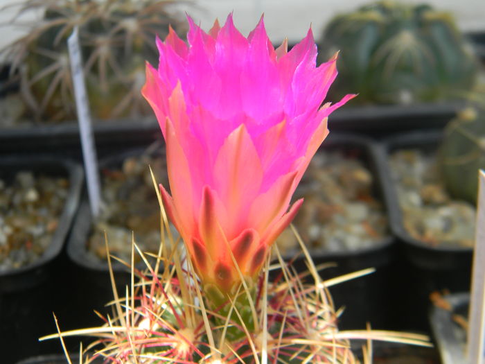 DSCN7456 - 05-Flori-Boboci-Fructe de cactus
