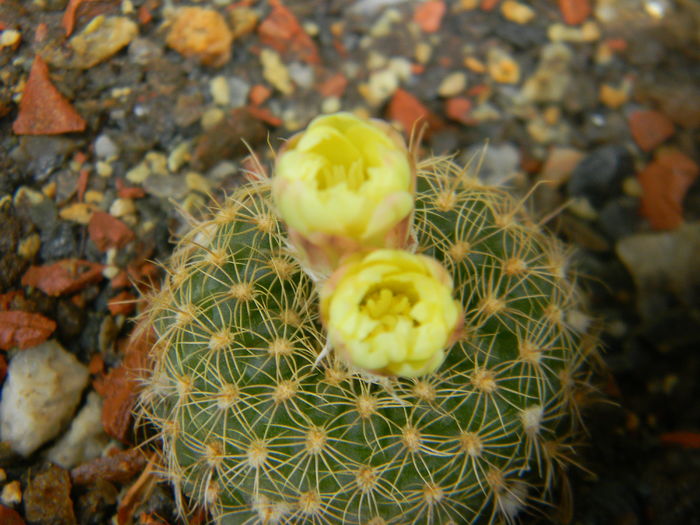 DSCN7459 - 05-Flori-Boboci-Fructe de cactus