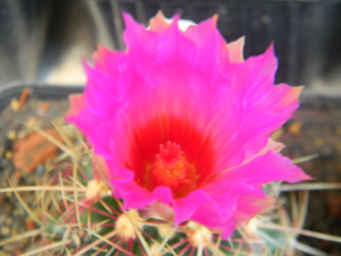 DSCN7461 - 05-Flori-Boboci-Fructe de cactus