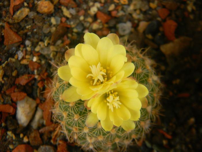DSCN7462 - 05-Flori-Boboci-Fructe de cactus