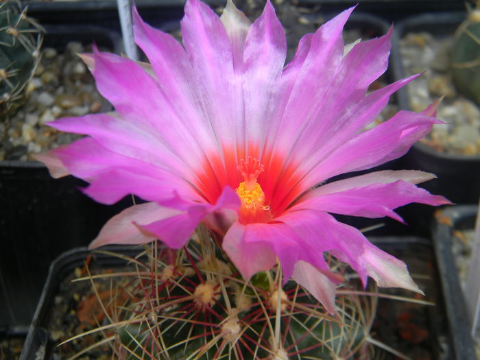 DSCN7481 - 05-Flori-Boboci-Fructe de cactus