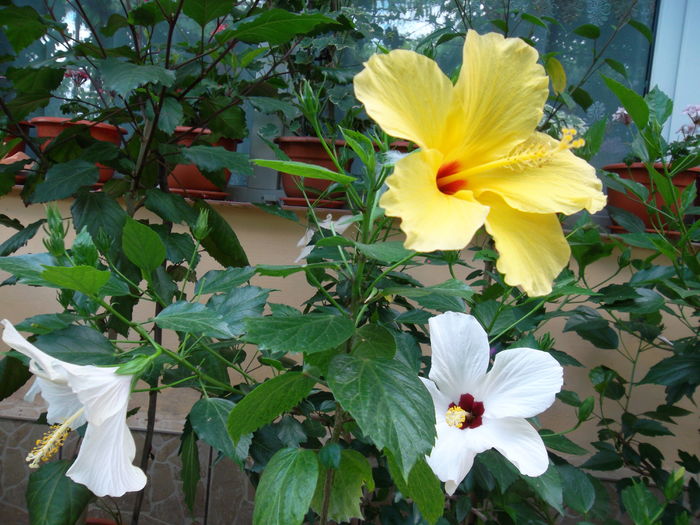 SAM_0762 - Hibiscus 2016