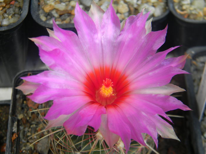 DSCN7484 - 05-Flori-Boboci-Fructe de cactus