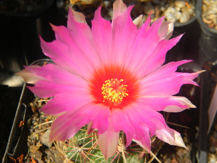 DSCN7492 - 05-Flori-Boboci-Fructe de cactus