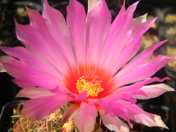 DSCN7497 - 05-Flori-Boboci-Fructe de cactus