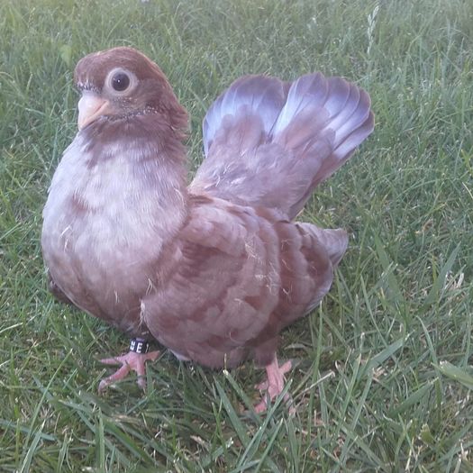 doar pentru privit:) - Castanii  de  Craiova si Negri Trenati