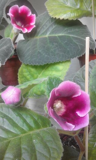 13669805_1057781214303280_5969146207287718147_n - Flori 2016