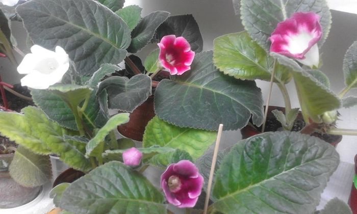 13697137_1057781367636598_6467982812658966437_n - Flori 2016