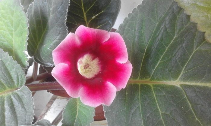 13700085_1057781024303299_2265520993794036115_n - Flori 2016