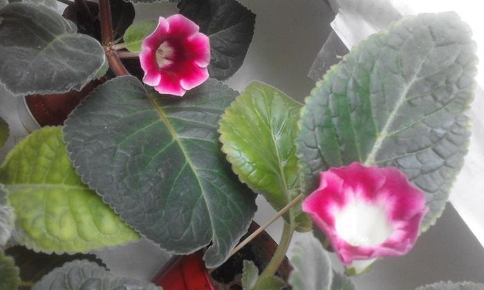 13700202_1057781280969940_4982745738310443397_n - Flori 2016