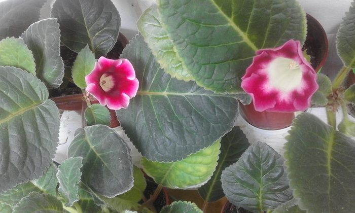 13716168_1057781114303290_7914215677162044370_n - Flori 2016