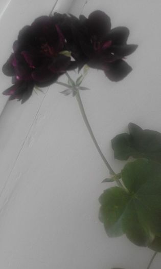 13754404_1057781504303251_3161345984818762419_n - Flori 2016