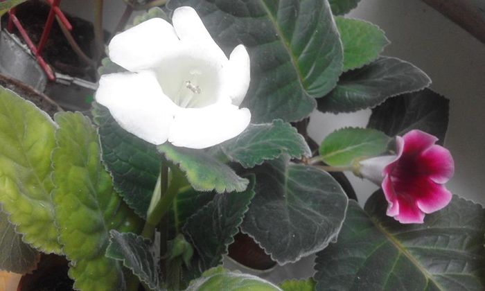 13754425_1057781317636603_6988719097578399980_n - Flori 2016