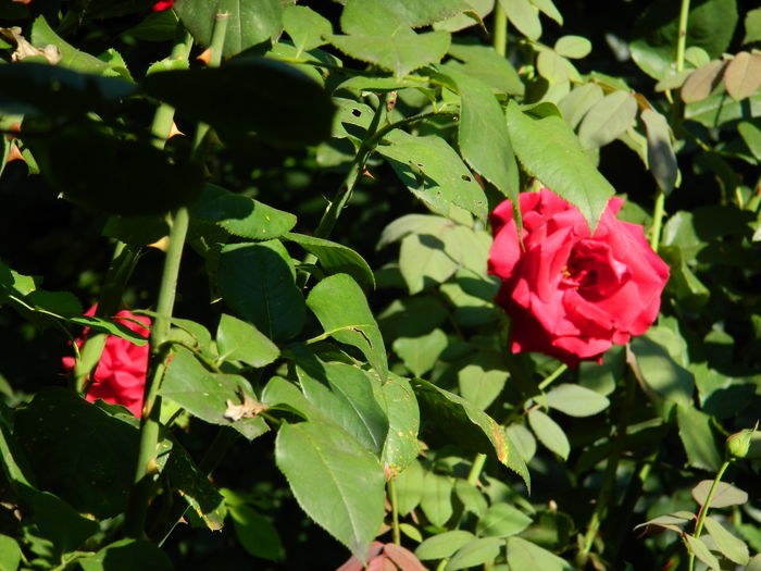 DSCN2339 - 2016 IULIE 2