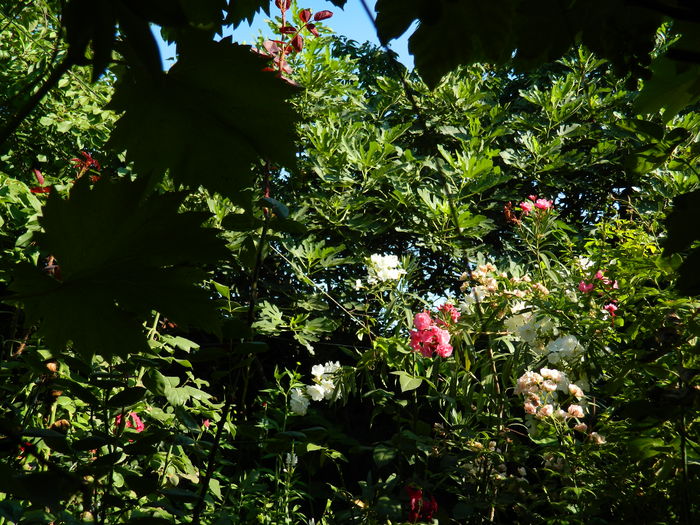 DSCN2341 - 2016 IULIE 2