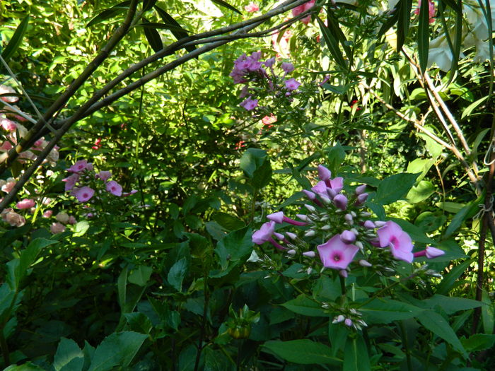 DSCN2344 - 2016 IULIE 2