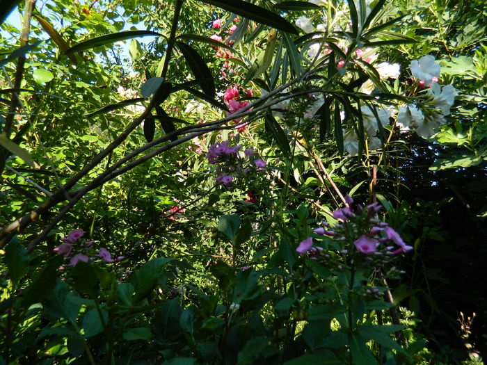 DSCN2345 - 2016 IULIE 2