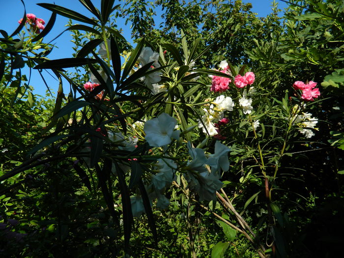 DSCN2346 - 2016 IULIE 2