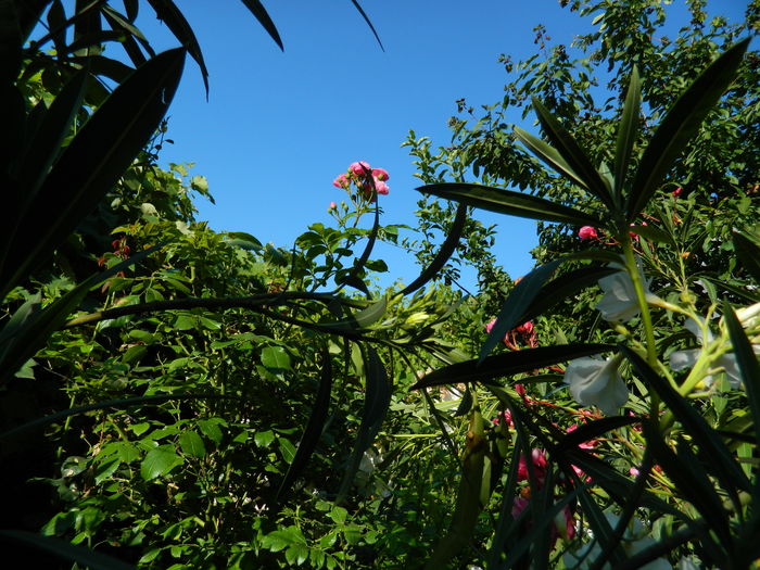 DSCN2347 - 2016 IULIE 2