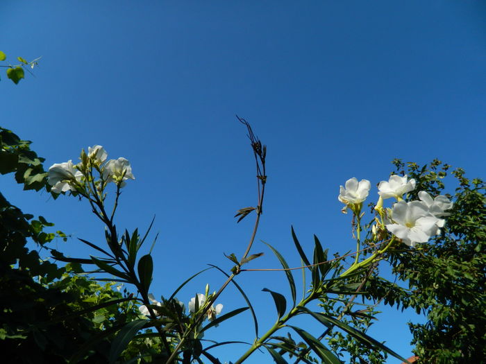 DSCN2348 - 2016 IULIE 2