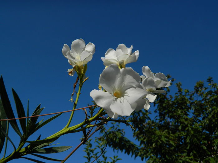 DSCN2349 - 2016 IULIE 2