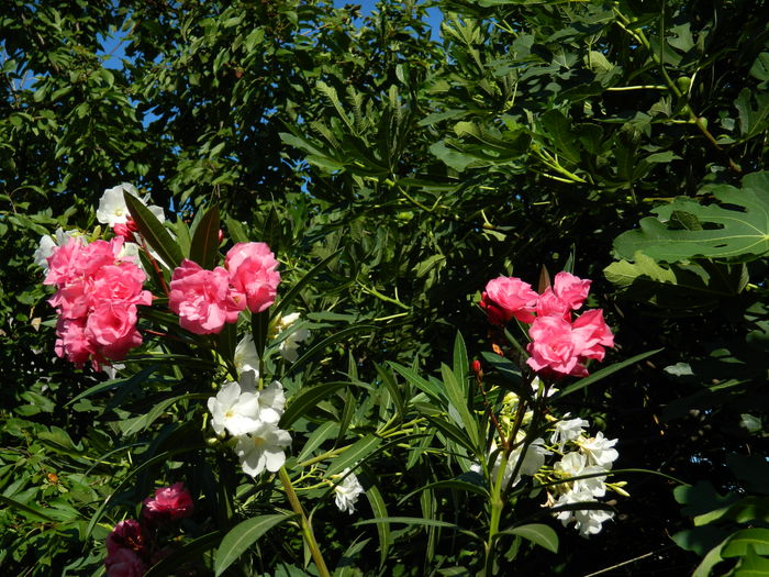 DSCN2351 - 2016 IULIE 2