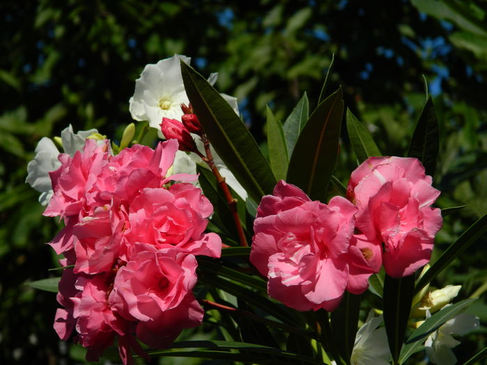 DSCN2352 - 2016 IULIE 2