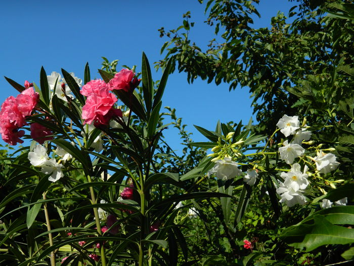 DSCN2354 - 2016 IULIE 2