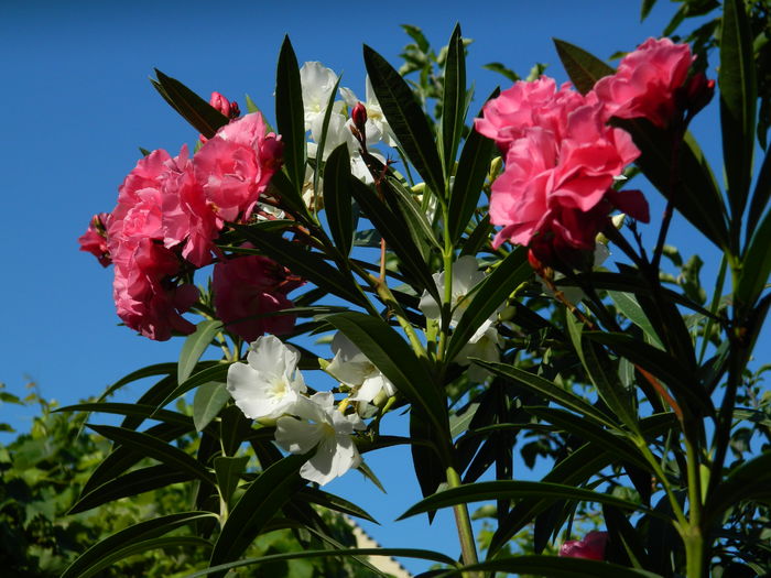 DSCN2355 - 2016 IULIE 2