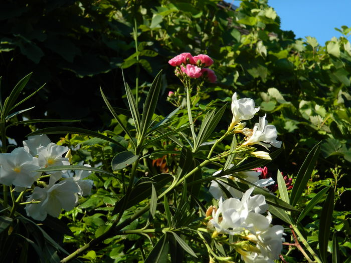 DSCN2356 - 2016 IULIE 2