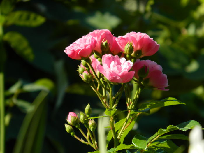 DSCN2357 - 2016 IULIE 2