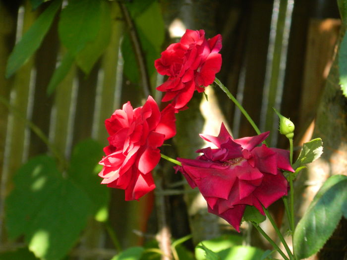 DSCN2358 - 2016 IULIE 2