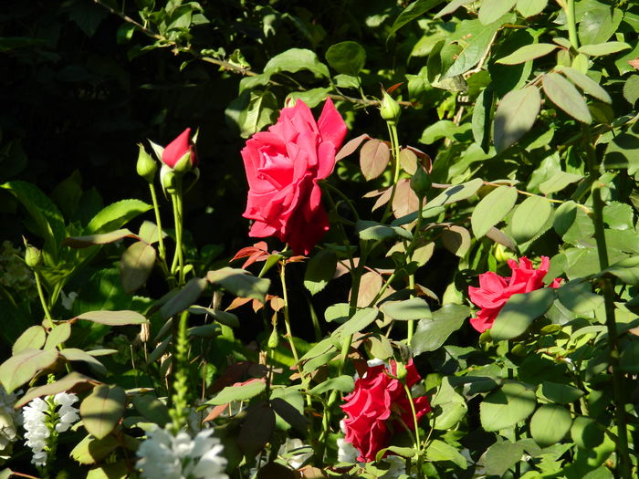 DSCN2362 - 2016 IULIE 2