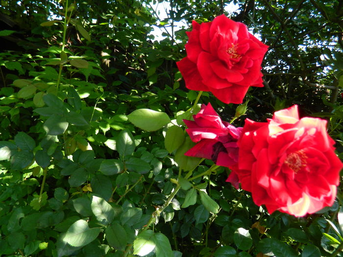 DSCN2364 - 2016 IULIE 2