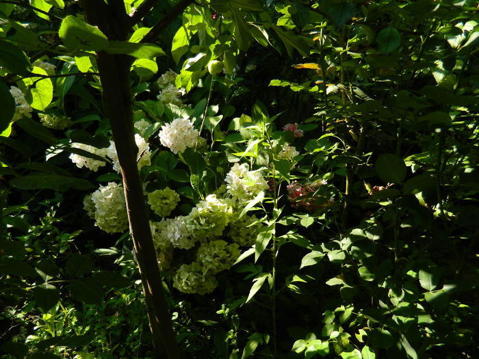 DSCN2365 - 2016 IULIE 2