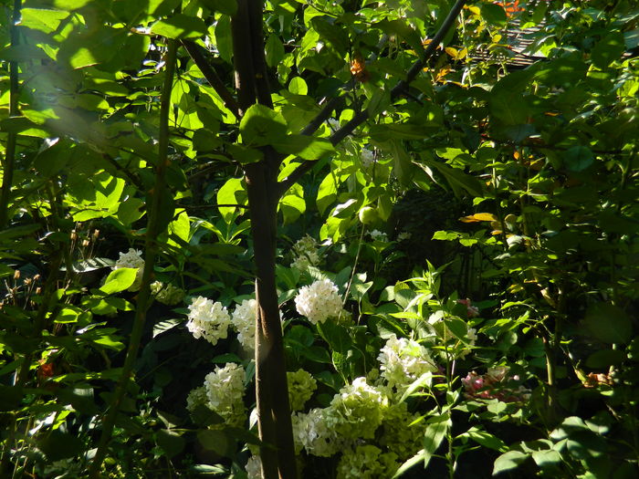 DSCN2366 - 2016 IULIE 2