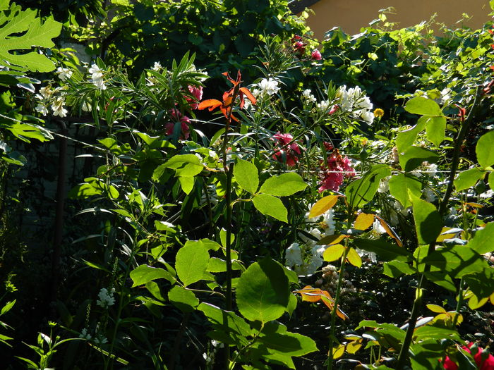 DSCN2368 - 2016 IULIE 2