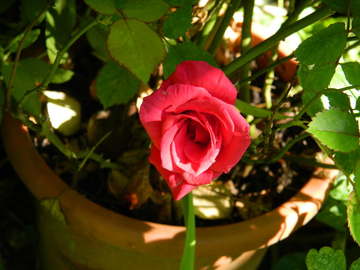 DSCN2371 - 2016 IULIE 2