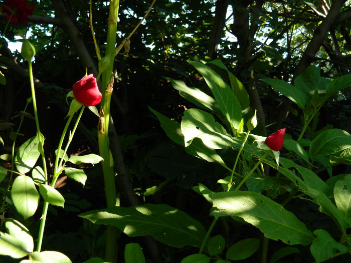 DSCN2372 - 2016 IULIE 2